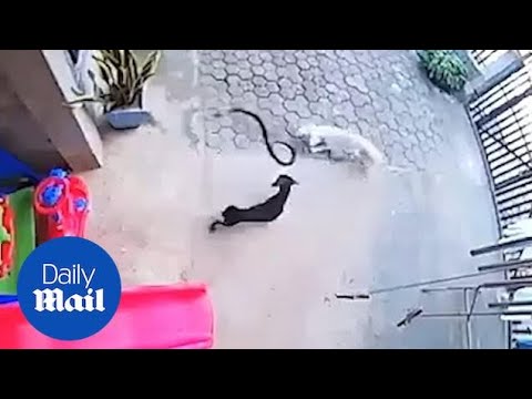Heroic dogs stop deadly cobra from entering home as baby slept